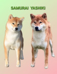 SHIBA INU štenci najava legla
