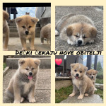 Štenci Akite Inu (OSTAO 1 MUŽJAK)