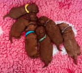 štenci Toy/mini crvene / apricot pudle