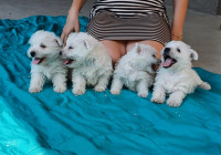 Westy štenci Zapadnoškotski bijeli terijer s rodovnicom, dostava ZG