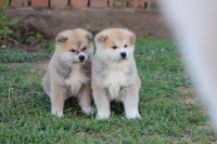 Akita inu/ Japanska Akita