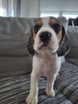 Beagle štenci, preuzimanje