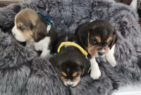 Bigl/beagle štenci - MOGUĆNOST DOSTAVE