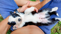 Border Collie štenci