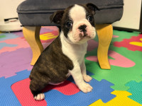 Boston terijer štenci