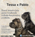 Štenci Cane Corso ★★★★★ DOSTUPNI ODMAH, DOSTAVA