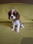 Cavalier king