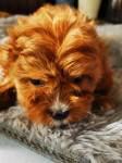 Cavapoo štenci - ( mini Pudla/Poodle + Cavalier) - DOSTAVA