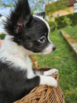 Chihuahua (čivava) - štenci na prodaju