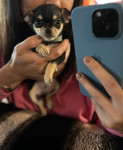 Chihuahua štenci extra mini