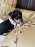 Chihuahua štenci extra mini čistokrvni , najbolje od civave