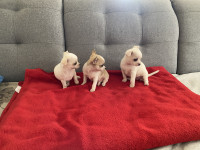 Chihuahua štenci na prodaju