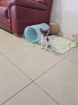 Chihuahua štene