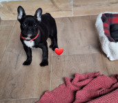 FRANCUSKI BULDOG  dostava