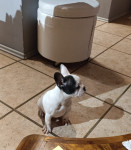 Francuski buldog stenci