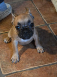 francuski buldog štenci