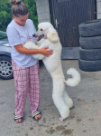 GOLDENDOODLE F1B -  Zlatni retriver+Doodle+Kraljevska pudla