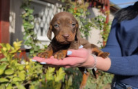 Jazavčar - Njuškalo