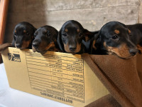 Kratkodlaki jazavčari standard