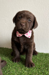 Labrador štenci - čokoladni