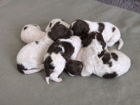 Lagotto romagnolo štenci