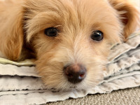 Maltipoo ženka (maltezer i apricot toy pudla), štene 3 mjesca