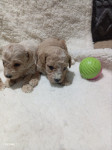 Maltipoo mini aprikot najava legla