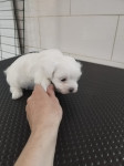 Mini maltezer štene (predbilježbe)