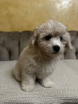 Prodajem Maltipoo štene