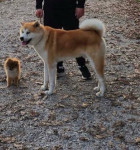 Prodajem psa Japanska Akita po nazivu Hachi star 6 god.Hitno !!!!!!!!