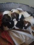 Prodajem čistokrvne štenice pasmine Jack Russell terier.