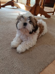 Shi tzu štenci