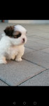 Shi-Tzu štene čistokrvno 3color prodaja