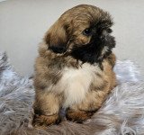 Shi tzu,šicu,shith tzu,shi tzu štenci