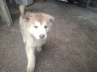 Sibirski haski štenci