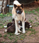 Štenci Američke akite