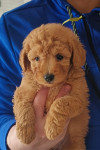 TOY-MINI PUDLE CRVENE