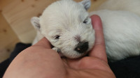 Westy štenci -Zapadnoškotski bijeli terijeri