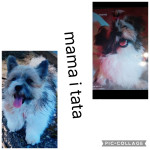 yorkshire terrier biewer,