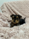 Yorkshire terrier štenci