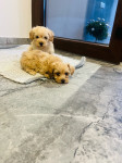 MALTIPOO STENCI/ moguca dostava