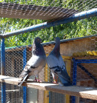 Bečki visokoletači - plavi