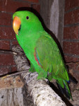 Edel Eclectus papagaj