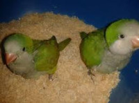 kaluđerice ručno hranjene