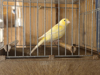 Kanarinac muški poklanjam