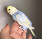 Mlada rainbow tigrica