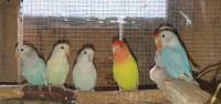 Mlade papigice ROZENKOLIS
