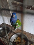 Pionus plavoglava