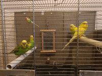 PAPIGE TIGRICE s velikim kavezom