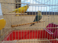 PAPIGE TIGRICE s kavezom